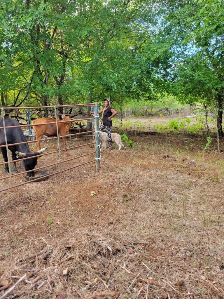 C91 Ranch Livestock Rodeo Productions5 768x1024