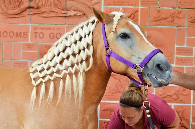 Continental Braid