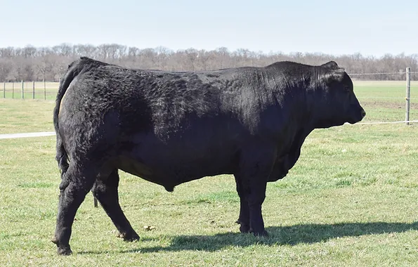 Dawson Angus5