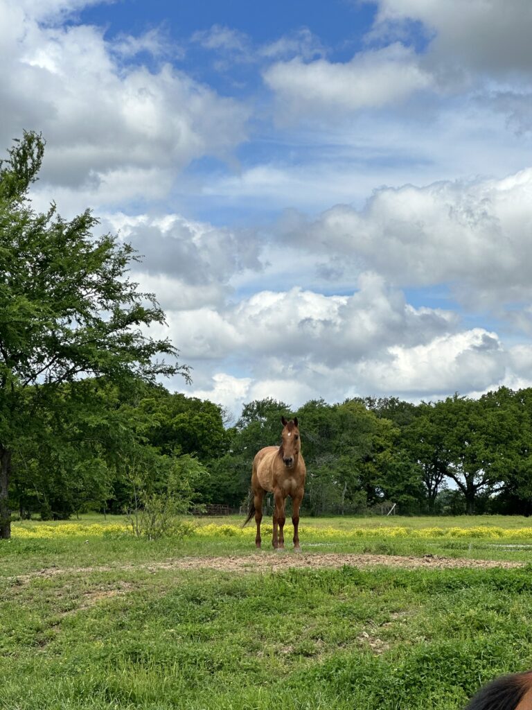 Foster Road Ranch2