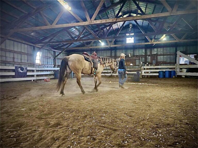 Gray Horse Training8 768x576