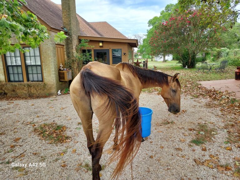 Saving Grace Helping Horses Help Humans7 768x576