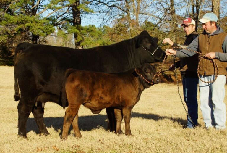 Spring Flood Ranch Blog 768x517