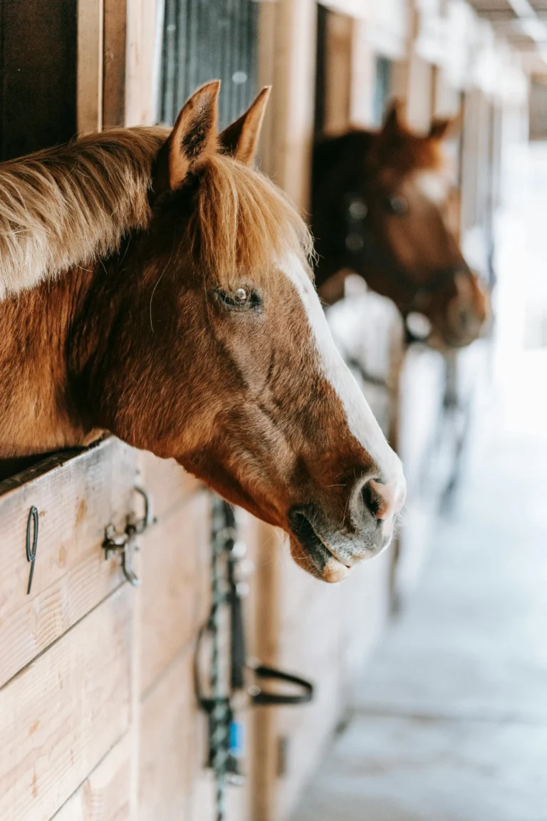 The Horse Barn Connection1 768x1152