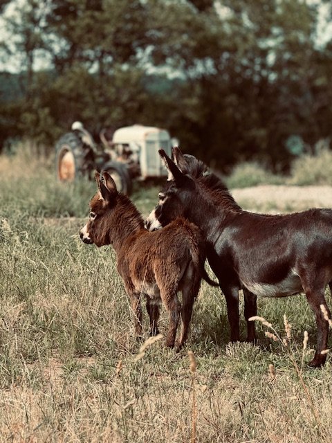 Little Horn Ranch1